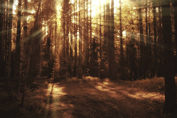 осінь в хвойному лісовому пейзажі, абстрактний вид на осінній жовтий ліс, красива природа
 - Фото, зображення