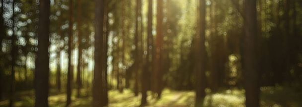 landscape summer forest glare sun bokeh blurred background, abstract view of trees - Fotó, kép