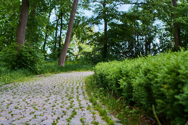 Hermoso camino pavimentado en el moderno parque de azulejos y piedra con vallas verdes. Sin gente
. - Foto, imagen