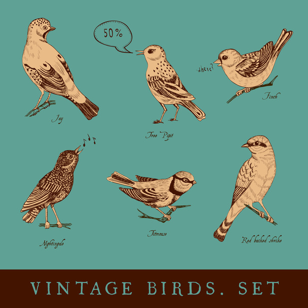Set of vintage birds. - Vector, afbeelding