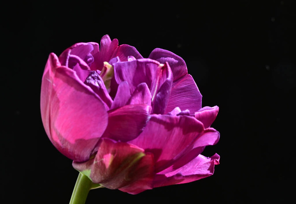 beautiful tulip on dark background, summer concept, close view   - Zdjęcie, obraz
