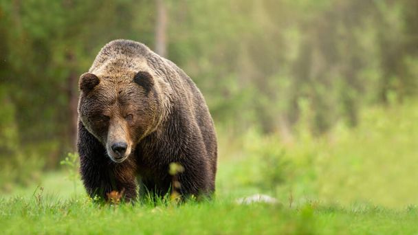 Karkea ruskea karhu uros lähestyy niityllä vihreällä ruoholla edestä
 - Valokuva, kuva