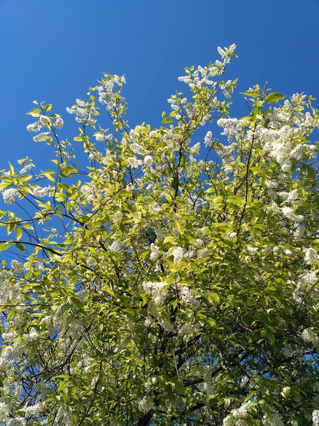 Ağaç çiçek açar. Küçük beyaz kuş kiraz çiçekleri yeşil yapraklar arasında ince genç dallara tutunur. Kuş kiraz ağacı dallarını mavi gökyüzüne yayar. Bitkiler hakkında dikey arka plan - Fotoğraf, Görsel