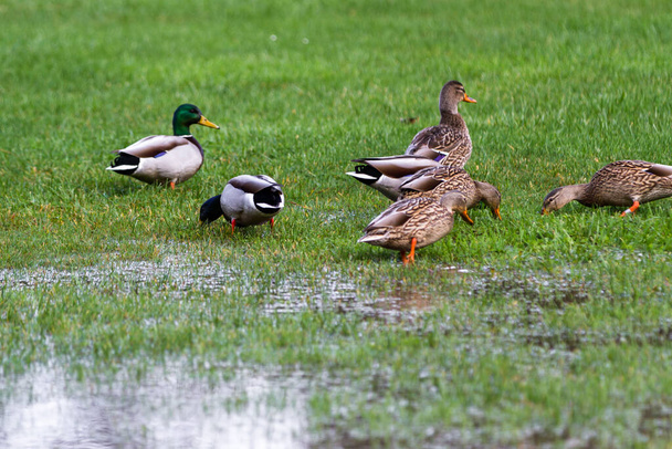 Oregon sahilindeki sağanak yağmurdan sonra yeşil çimlerde bir grup yaban ördeği. - Fotoğraf, Görsel