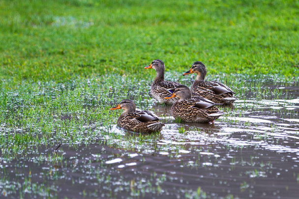 Oregon sahilindeki sağanak yağmurdan sonra yeşil çimlere bir grup dişi yaban ördeği. - Fotoğraf, Görsel