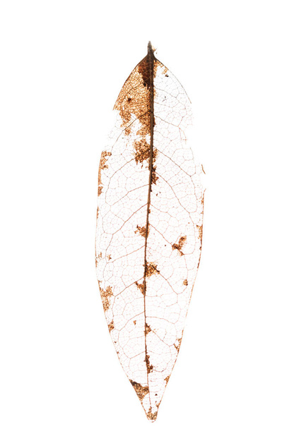 Close-up van een gedroogd blad tuimelde in de wind, waardoor alleen de structurele aders geïsoleerd op een witte achtergrond - Foto, afbeelding