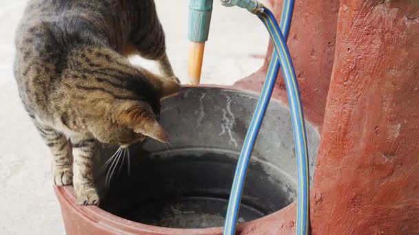 Een gestreepte kat probeert waterdruppels te vangen. - Video