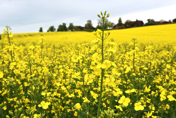A blooming rapeseed field in the Salzkammergut - Photo, Image