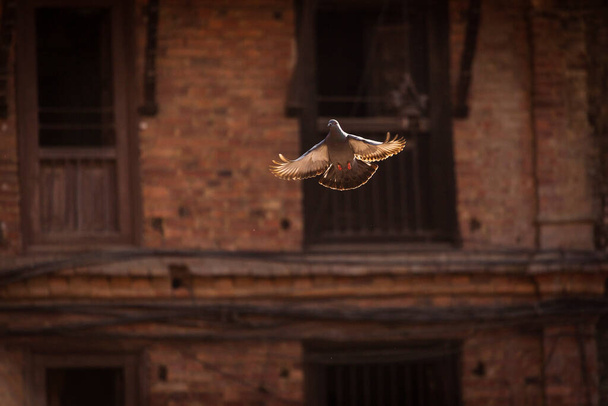 Holub letící na Durbar Square of Bhaktapur, Nepál - Fotografie, Obrázek