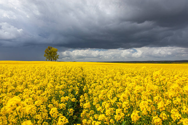 Colza - flores de colza amarillas - paisaje agrícola, Polonia, Warmia y Mazury
 - Foto, Imagen