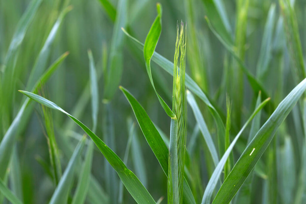 Detail of the young green Rye Spike - Foto, imagen