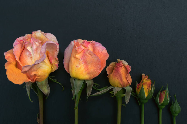 Orange roses in buds and dissolved on a black background - Photo, Image