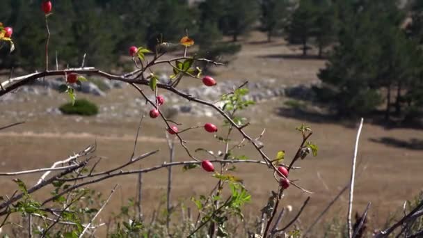 The thorny bush of wild rose sways in the wind against the background of the rocky mountains of mountains. Red and orange ripe berries on the branches. Bushes swaying in the wind due to strong winds - 映像、動画
