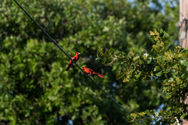 A pair of beautiful, bright red male Cardinals perching side by side on a black power line running through some trees in a park. - Photo, Image