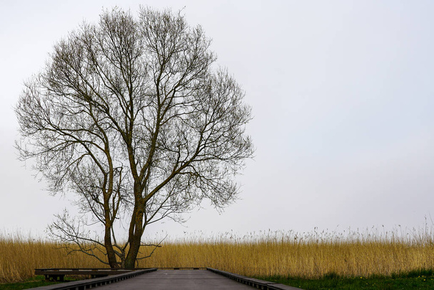 strom bez listí silueta na pozadí mlhy a rákosí břehu jezera - Fotografie, Obrázek