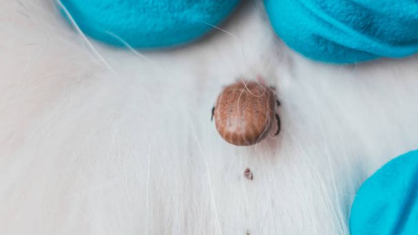 Close-up van een parasiet op de huid van een huisdier. De dierenarts verwijdert de encefalitis mijt van de huid van een zieke raszuivere hond. Macro foto. - Foto, afbeelding