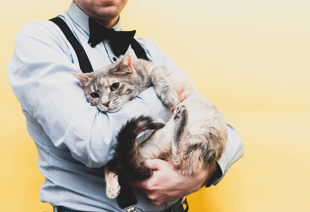 cropped view of man in blue shirt and black suspender holding cute sadness tabby grey cat on yellow background - Photo, image