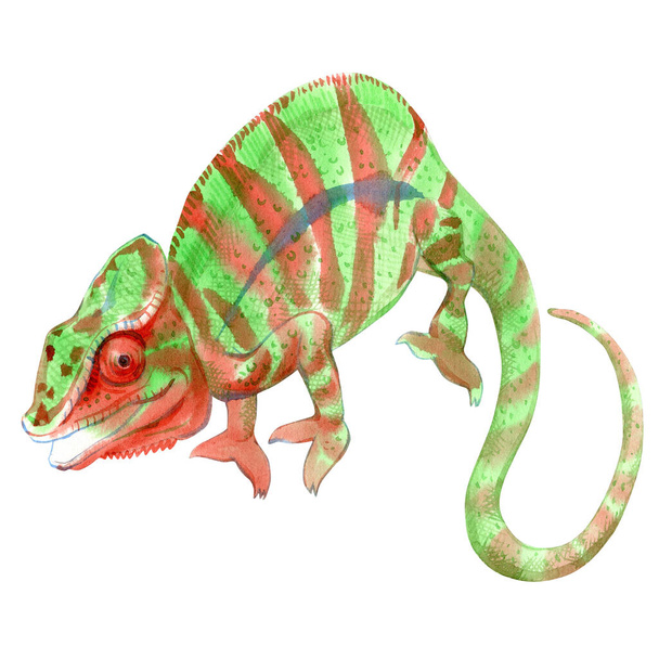 Watercolor painting of chameleon isolated on white background. Original stock illustration of lizard. - Фото, изображение