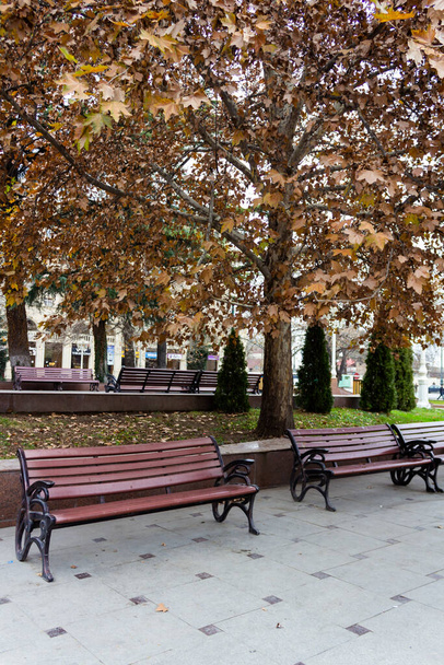 Zimní park ve žlutém a oranžovém lese s šedým počasím a osamělými lavičkami - Fotografie, Obrázek