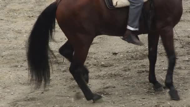 Španělský kůň předvádí jezdeckou výstavu - Záběry, video
