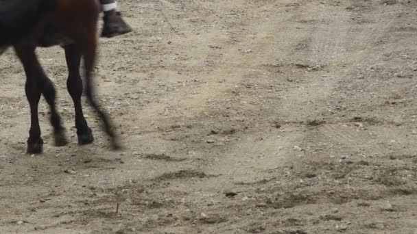 Hiszpański koń na wystawie jeździeckiej - Materiał filmowy, wideo