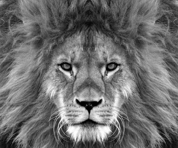 Muotokuva kaunis Afrikkalainen lionin musta ja valkoinen - Valokuva, kuva