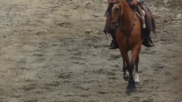 Andalusische paard en ruiter die een ruitertentoonstelling houden - Video