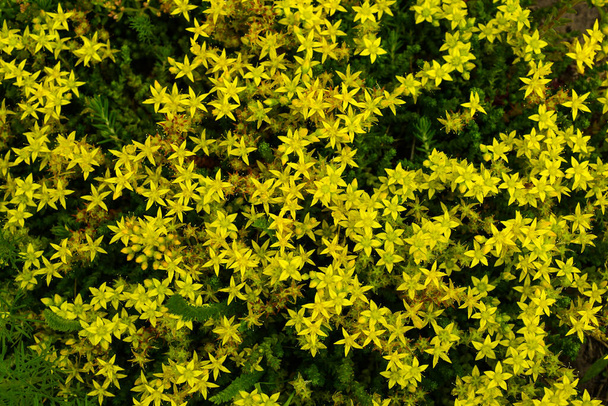 Schöne, auf dem Boden kriechende, gelbe Blüten in Form kleiner Sterne - Steinpilz oder, wie es auch genannt wird, Sedum. - Foto, Bild