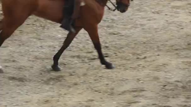 Spaans paard in een paardensport tentoonstelling - Video