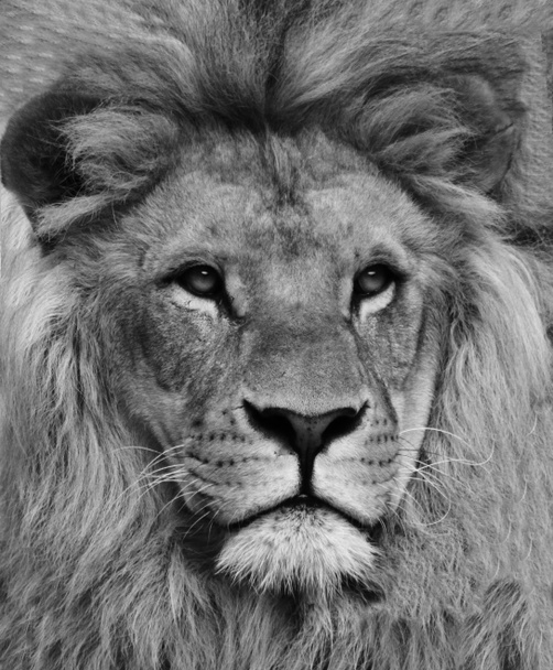 Портрет красивого африканского льва черно-белый - Фото, изображение