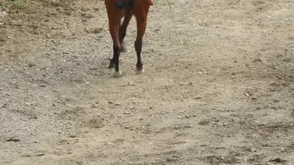 Cavallo spagnolo che esegue una mostra equestre - Filmati, video