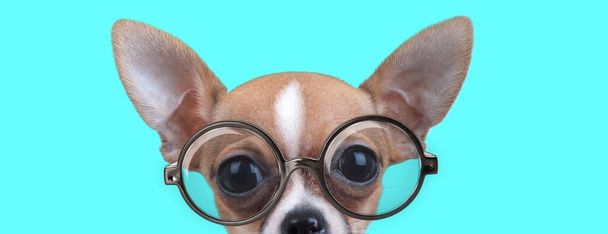 söpö nörtti Chiwawa koira puolet kasvoista piilotettu, yllään silmälasit ja katsot kameraa sinisellä taustalla
 - Valokuva, kuva