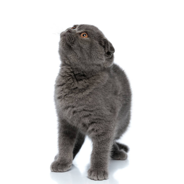 small scotish fold kitty looking up and sitting isolated on white background - Fotoğraf, Görsel