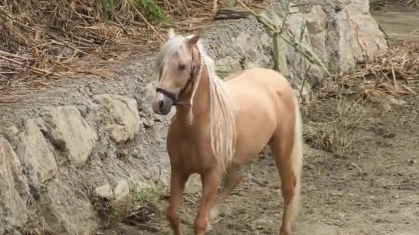 Spaanse paard en ruiter die oefeningen doen in een ruitertentoonstelling - Video