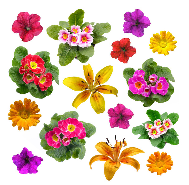 színes virágok szett - Fotó, kép