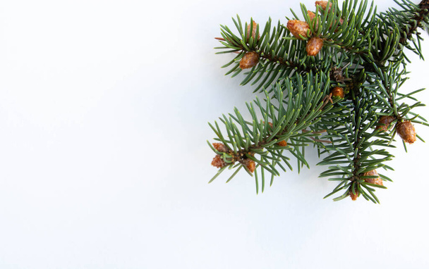Una rama de abeto con pequeños conos jóvenes aislados sobre un fondo blanco.El concepto del nuevo año y la Navidad. Espacio para texto
. - Foto, imagen