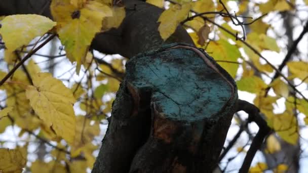 Cut on site of sawn tree branch covered by green garden var. Last yellow leaves. - Materiaali, video