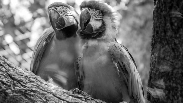 Portrait noir et blanc de deux perroquets aras assis sur la branche d'arbre dans la volière du zoo
 - Photo, image