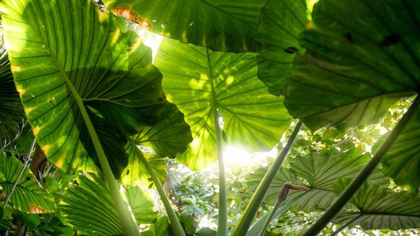 Prachtig uitzicht door de dence gebladerte en grote bladeren in tropische jungle bos op felle zon - Foto, afbeelding