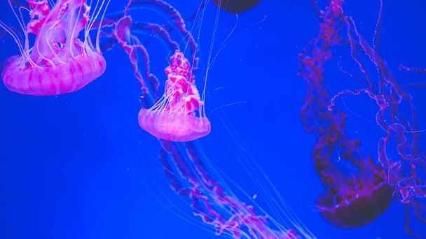 Абстрактное фото розовых ядовитых медуз с длинными щупальцами, плавающих в аквариуме
 - Фото, изображение
