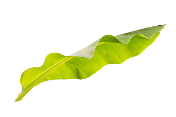 texture de feuille de banane tropicale dans le jardin, feuille verte abstraite, grande nature de feuillage de palmier. feuille de banane isolée sur fond blanc
, - Photo, image