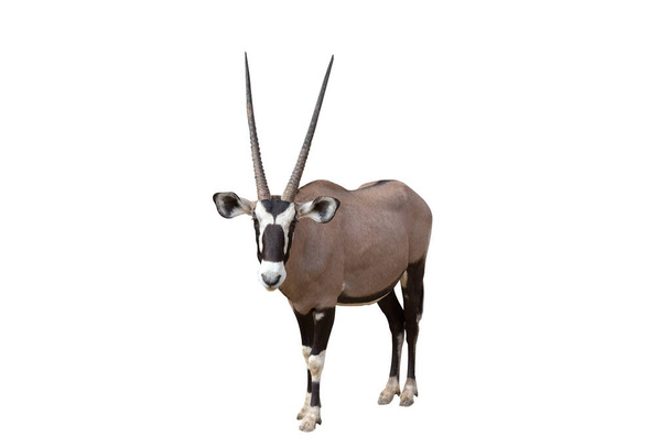 Gemsbok (Oryx gazella) isolado em fundo branco. Qualquer um dos vários mamíferos africanos da família Bovidae distinguidos por chifres ocos, que, ao contrário dos veados, não perdem
. - Foto, Imagem