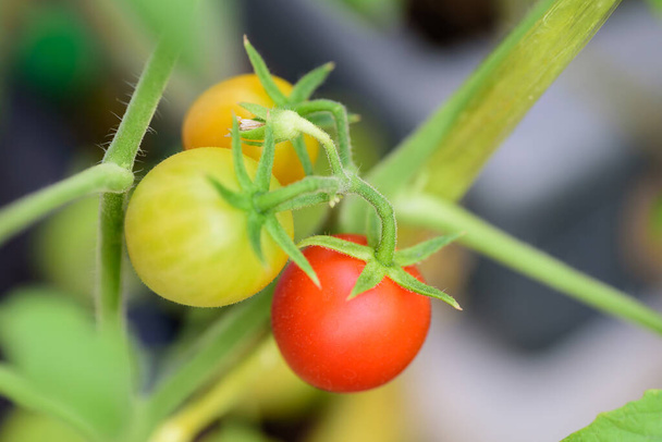 Planta de tomates crudos y maduros creciendo en huerta orgánica
 - Foto, imagen