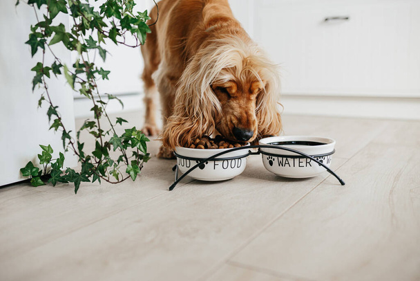 English cocker spaniel dog eating food from ceramic bowl on the floot in the kitchen home - Photo, Image