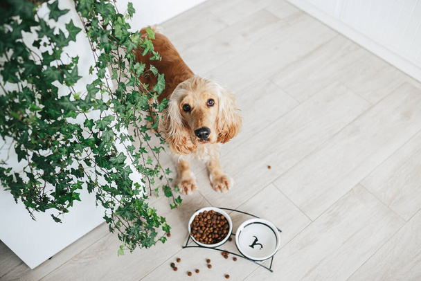 English cocker spaniel dog waiting for ffeding, eating food from ceramic bowl on the floot in the kitchen home - Foto, imagen