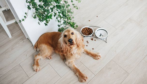 English cocker spaniel dog eating food from ceramic bowl on the floot in the kitchen home - Фото, зображення