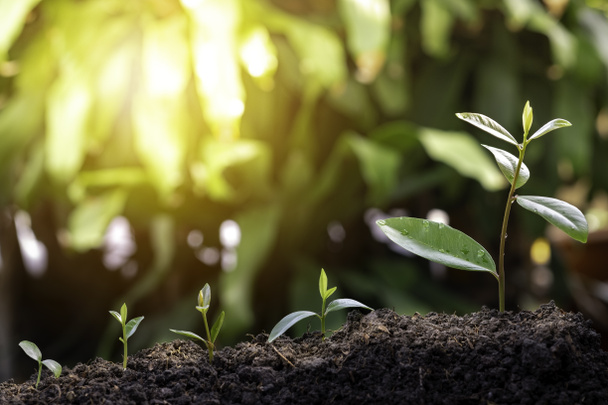Zemědělství a pěstování rostlin sekvence s ranním sluncem a tmavě zeleným rozmazaným pozadím. Klíčení sazenice pěstovat krok klíček rostoucí ze semen. Přírodní ekologie a růstová koncepce s kopírovacím prostorem. - Fotografie, Obrázek