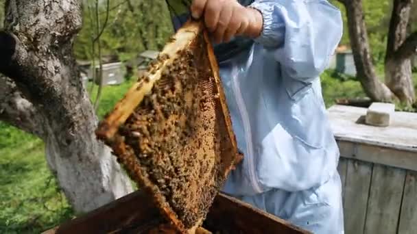 Beekeeper on apiary. Beekeeper is working with bees and beehives on the apiary. Beekeeper takes out frame with bees from the beehive and holds in hands. - Záběry, video