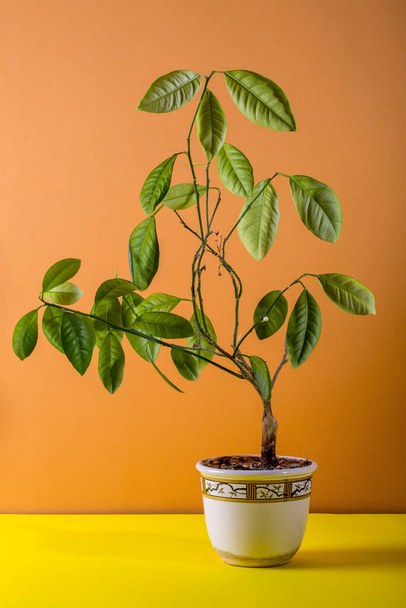 Calamondin bush fruitless on a brown background - Фото, зображення