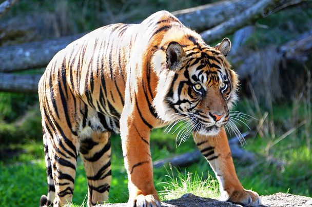 Tigre de bengala real
 - Foto, imagen